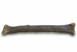 Fossil Raptor (Anzu wyliei) Tibia from Right Leg - Montana #379505-1